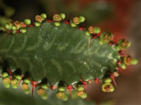 Euphorbia stellata